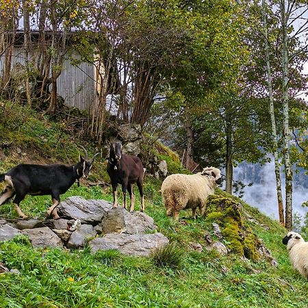 Panoramahof Bergglueck Lejlighed Mellau Eksteriør billede