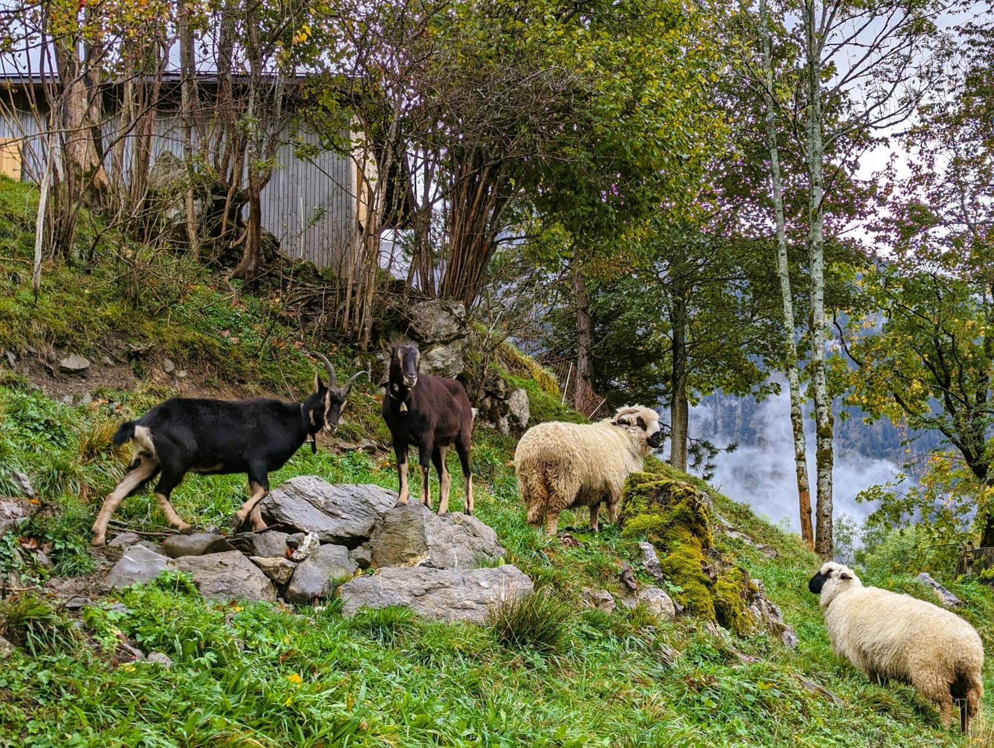 Panoramahof Bergglueck Lejlighed Mellau Eksteriør billede